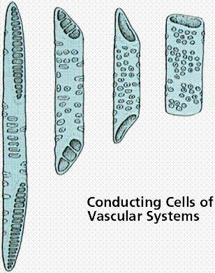 Xylem vessels: The walls of these tubes become strengthened by the deposition of lignin. The lignified walls are impermeable to water, solutes and gases. Xylem vessels are composed of dead cells.