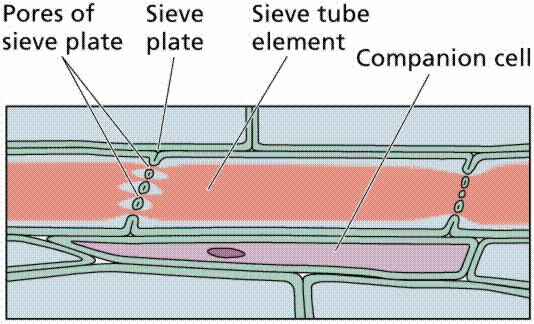 In angiosperm, phloem of sieve tubes element, companion cells, phloem parenchyma, fibres and sclereids. A sieve tube: Consist of sieve elements(sieve cells) joined together to Form a long tube.