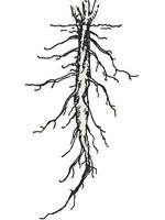 The Root System There are two types of roots: i)tap roots: one main root with