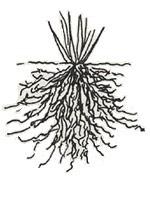 The Root System ii)fibrous roots: all roots are