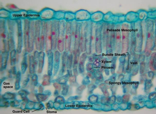 Dermal Tissue Forms outermost layer of a plant.