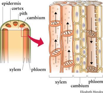 Vascular Tissue Xylem