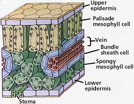 The Leaf Chloroplasts in the leaf cells have chlorophyll, a green pigment that