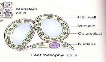 In leaves they function in photosynthesis (mesophyll), while in stems