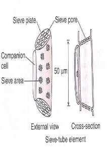 Vascular Tissues Phloem The main phloem cells are called sieve tube elements.