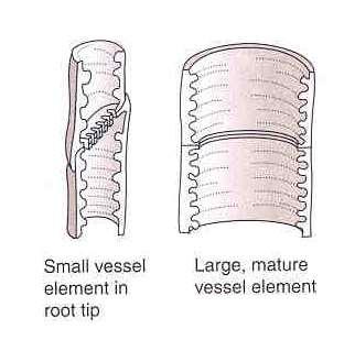 Vascular Tissues Xylem Transports water and minerals from the root to the shoot. Main cells are called vessel elements.