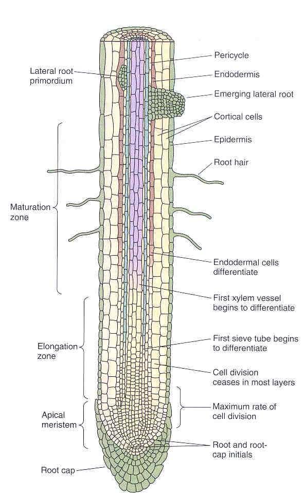 Root Cross Section Region of cell division - apical