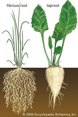 starch (organic) Monocots highly branched,