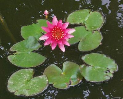Water lily specialized