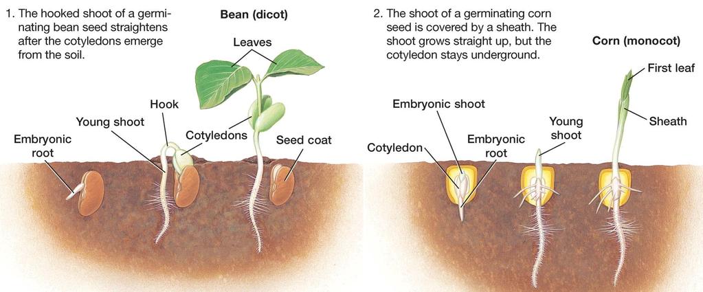 Embryo within seed is in dormancy Can remain in dormancy for thousands of years