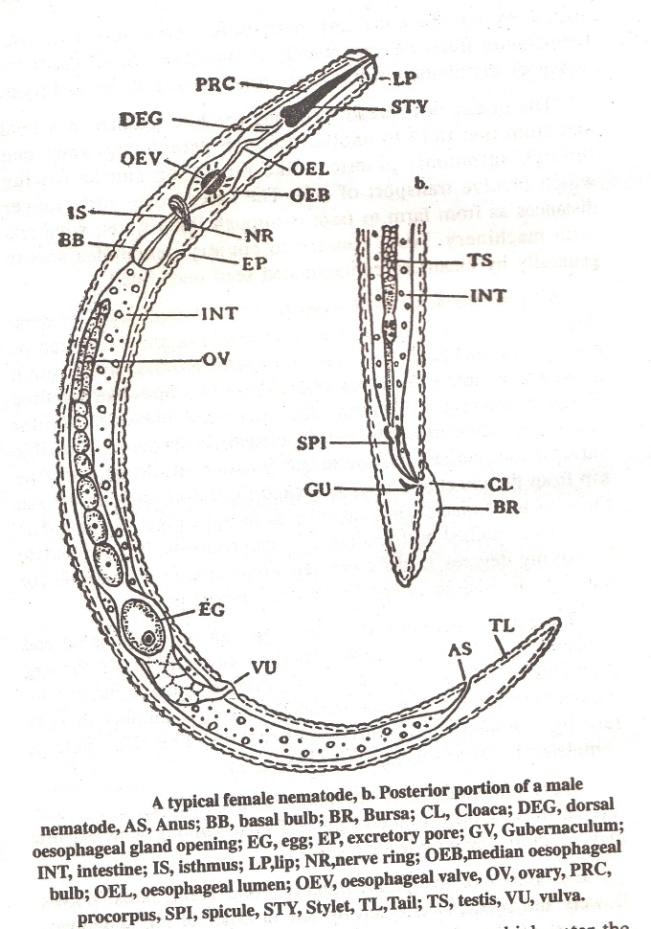 125 Tail: Present in male, female and larva. Tail vary in shape and size.
