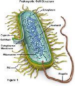 nucleus) Bacteria