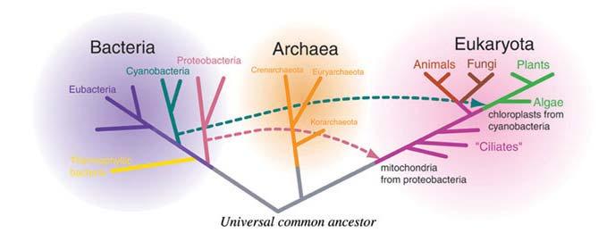 Tree of Life Formerly known as Prokaryotes Concept check: