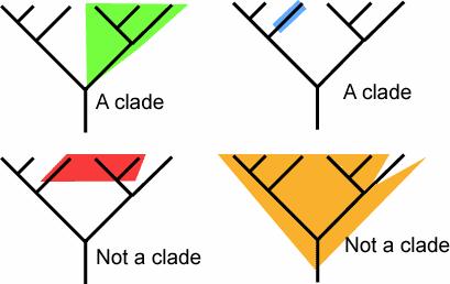 Cladistics vocabulary Clade: a group of species that