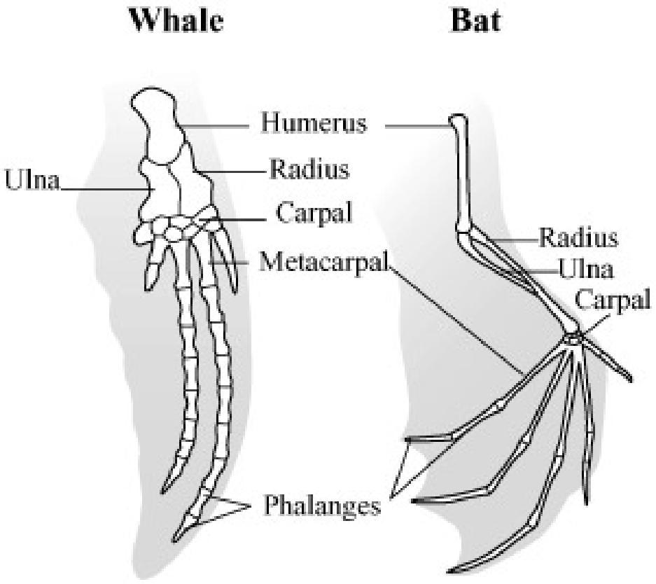 6. Which is the best evidence that two species have a common ancestor? 7. The bones of a whale flipper are similar to the bones of a bat wing as shown in the illustration below. A.