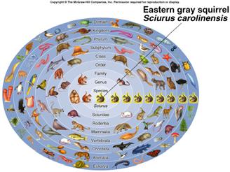 Hierarchical system of classification Species Genus Family Order Class