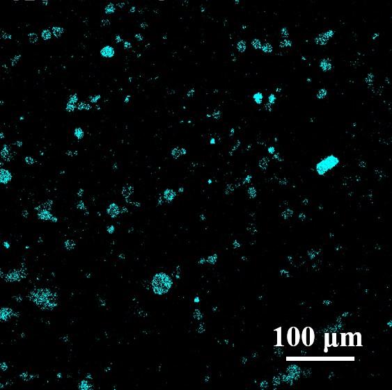 Fig. S6 Fluorescence confocal microscopy