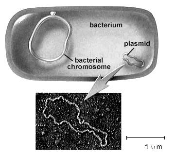 Pili Structure of a bacterium highlighting the bacterial plasmid Many species of bacteria have pili (singular, pilus), small hair like projections emerging from the outside cell surface.