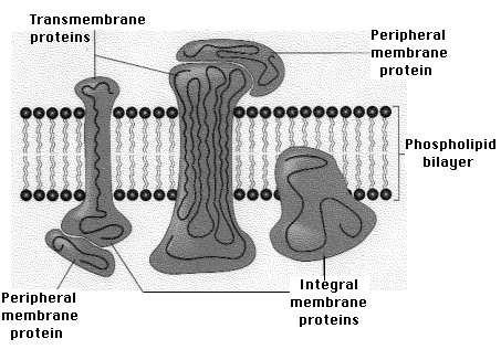 Prediction of transmembrane proteins transmembrane proteins - the