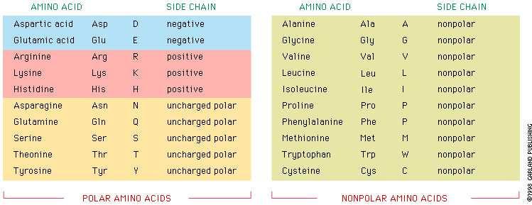 Polar and nonpolar amino acids