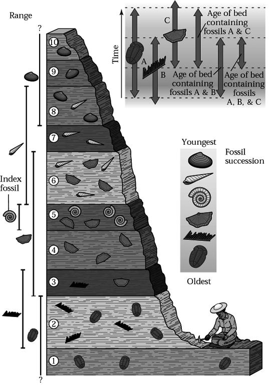 Fossil succession & relative time Given that fossil assemblages change over time