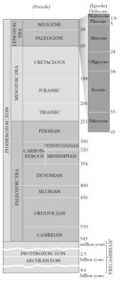 Fossil Succession and Correlation of Strata Use fossil assemblage to correlate