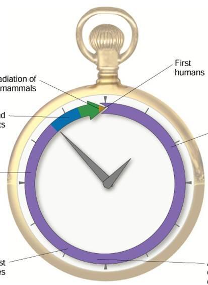 Geologic Time Scale Clock Model of Earth s History First land plants Radiation of mammals First humans First prokaryotes First