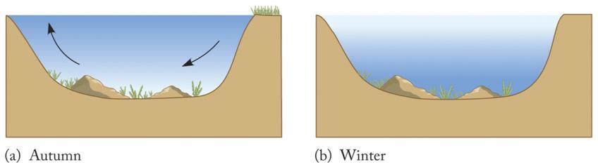 Water and Aquatic Life Importance of Density: Lakes/rivers freeze from top down, allowing fish and
