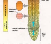 Cell division Elongation Pushes root through soil