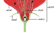 Parts of a Flower Sepal Usually green; protect the flower when it is in bud Petal