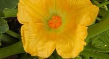 of the stamen Parts of a Flower -Pistil Stigma Style - Stamen Anther Filament How