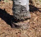 Plant Grafting Or, why leaving trees tied for too