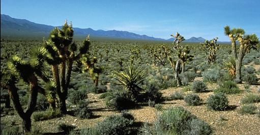 Here sagebrush and cactuses grow in dry, sandy soil. 1 What do the photos reveal about the weather around Lake Tahoe and in the desert?