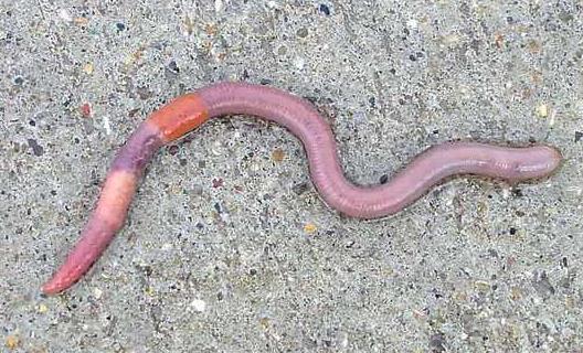Earthworm (Annelid) 1. Level of organization? organ 2. Type of symmetry? bilateral 3.