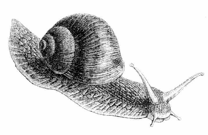 Class Gastropods: The Snails 1. Level of organization? organ 2. Type of symmetry? Bilateral 3. Type of digestive system (none, complete or incomplete)?