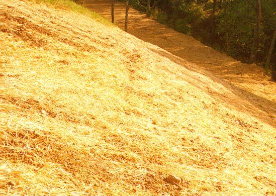 Mulching Description: 46 Temporary practice where materials such as grass, hay, wood chips, straw, or compost are placed on exposed or recently planted