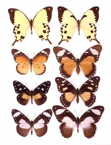 photo Erick Greene Sex-limited Batesian mimicry in Papilio dardanus Evolutionary consequences of predation What are the various adaptations that