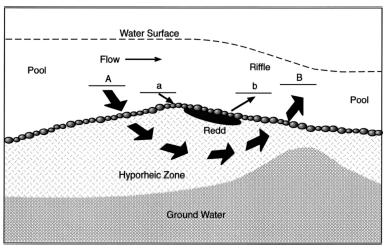 Figure 3. A visual representation of hyporheic flow under a Redd (Geist and Dauble 1998). Hyporheic exchange is largely determined by the geomorphology of the surrounding landscape. Baxter et al.