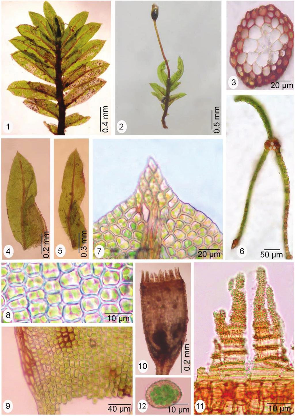 Figure 2. Fissidens neomagofukui Z. Iwats. & Tad. Suzuki (1) vegetative plant. (2) sporophytic plant. (3) cross section of stem. (4) leaf. (5) perichaetial leaf. (6) cross section of leaf.