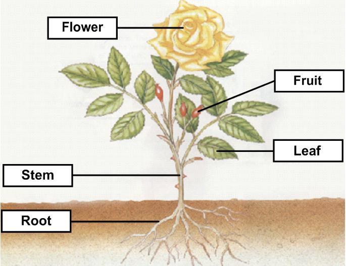 Plant Organs Roots: anchor, absorb water, store food Stems: support,