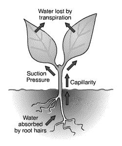 Transpiration Stream Flow of water from the roots through the stems to the leaves of plants. D. The Process 1. Evaporation from leaves (spongy mesophyll) 2.