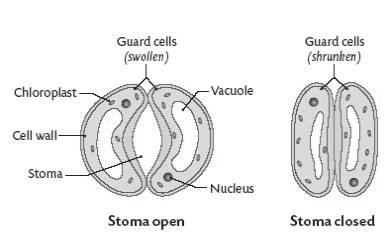 Pores in outer cell wall conduct water out of xylem vessels, into cell walls of