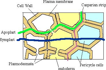 SYMPLAST: continuum of cytoplasmic compartments of neighboring cells; connected
