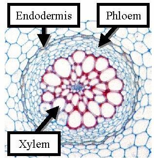 and must enter an endodermal cell **this ensures that all minerals