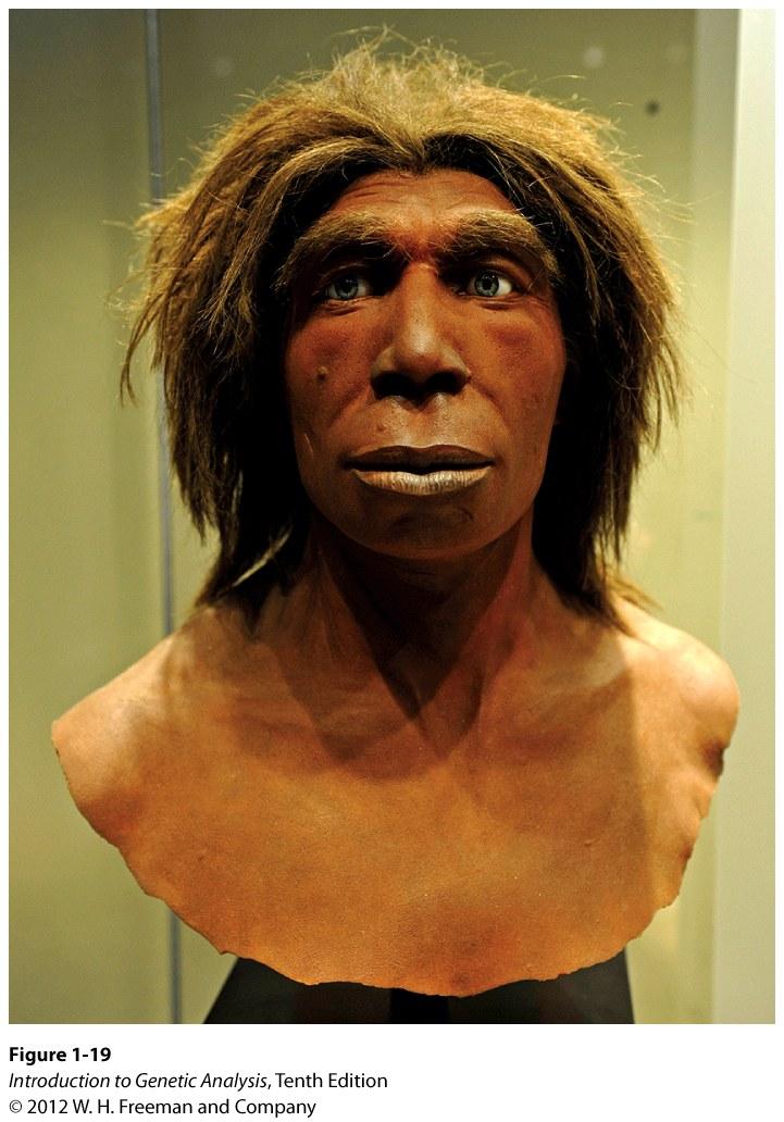 Neanderthal evolved from H.