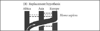 Is the foot too ancestral for H. erectus? Cranial features are similar to Homo erectus 6.