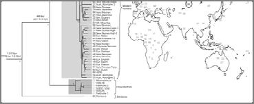 , Nature 2010 Denisovans are a sister group to Neanderthals Neanderthal fossils Genome sequence