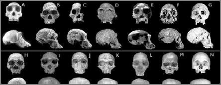 africanus, 2.5 My D: Homo habilis, 1.9 My E: H. habilis, 1.8 My F: H.