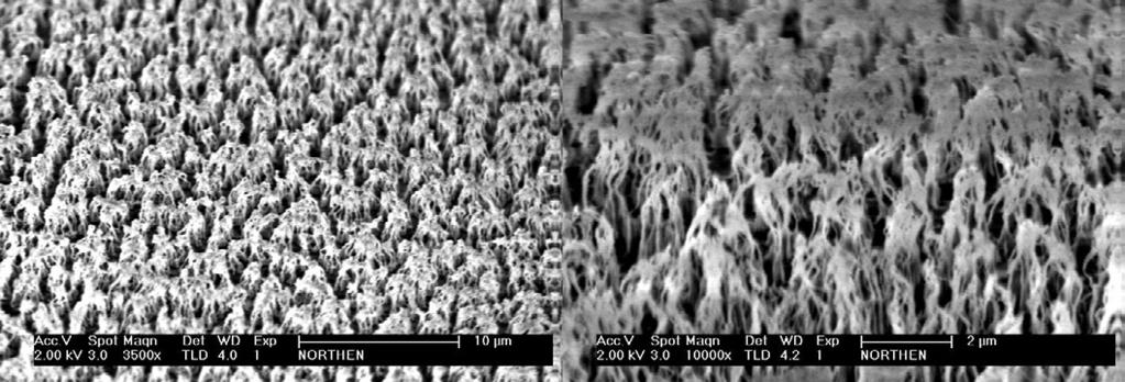 Scale bars: 20 and 50 µm leftandright respectively. Figure 3. Organic looking polymeric nanorods, organorods, fabricated utilizingthe instability of a dielectric in a large electric field.