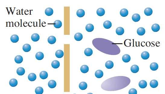 Osmosis Osmosis is the phenomenon of solvent flow through a semipermeable membrane to equalize the